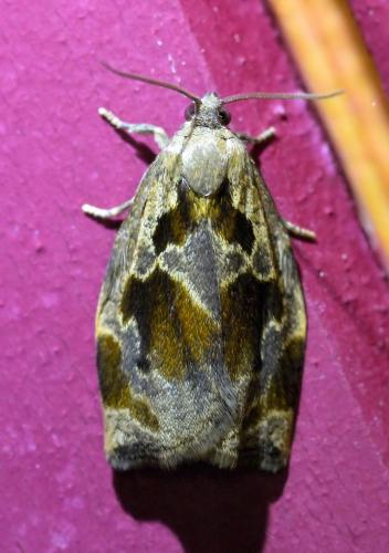 Réf. 323 761 : Archips crataegana